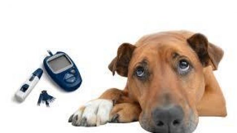 TE INFORMAMOS SOBRE LA DIABETES CANINA